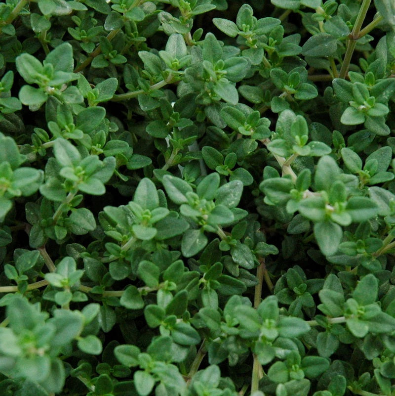 Thyme Common (English)