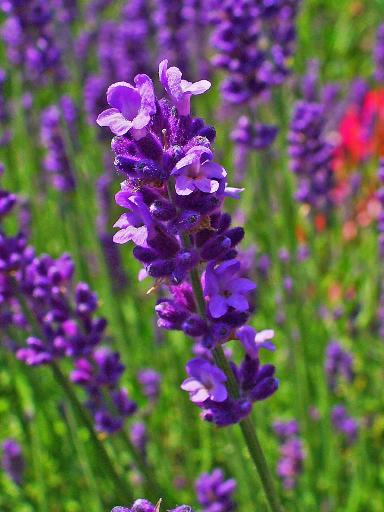 Common English Vera Lavender Herb Flower 200 - 1 Oz Seeds Fragrant Pollinator Bees Hardy plant