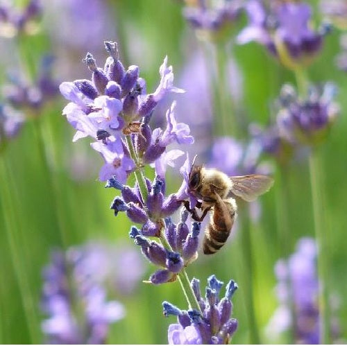 Common English Vera Lavender Herb Flower 200 - 1 Oz Seeds Fragrant Pollinator Bees Hardy plant