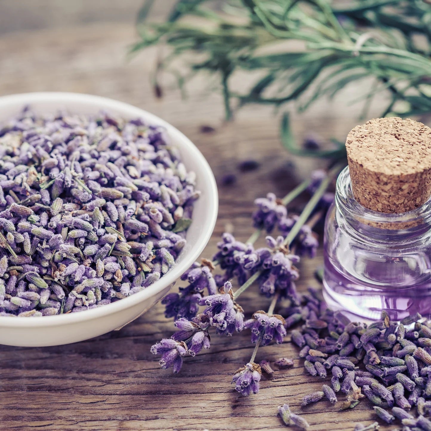 Common English Vera Lavender Herb Flower 200 - 1 Oz Seeds Fragrant Pollinator Bees Hardy plant