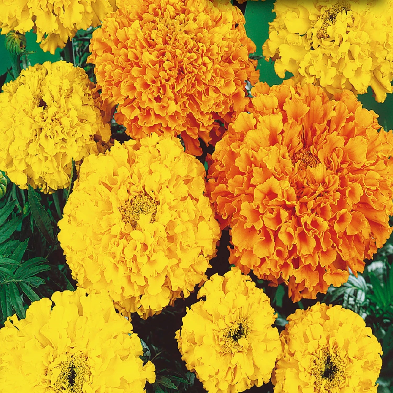 Marigold Cracker Jack Mix 100 - 8k Seeds Organic Flowers Repels Root Rot nematodes