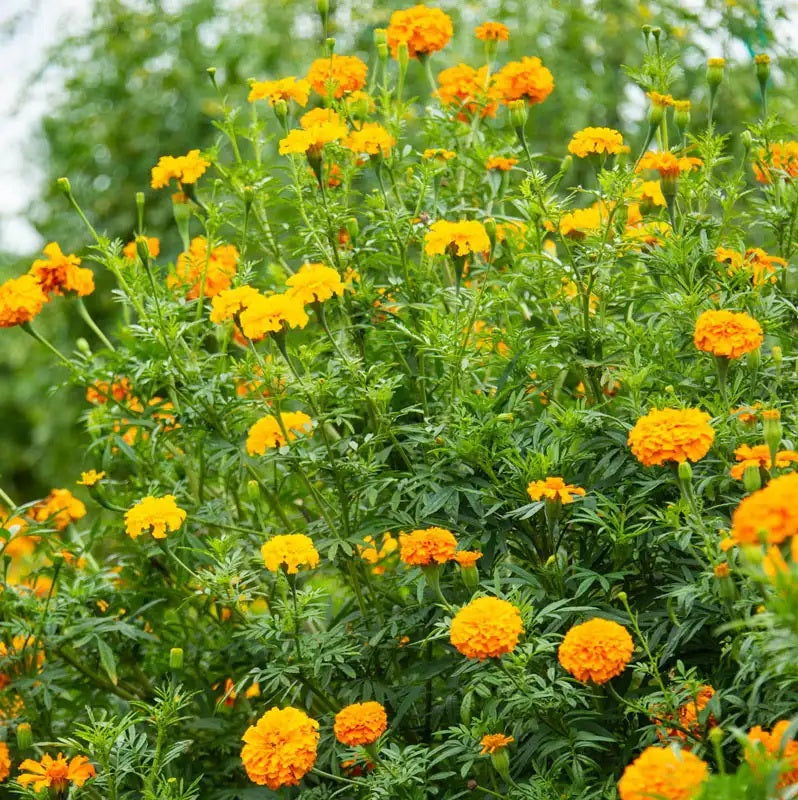 Marigold Cracker Jack Mix 100 - 8k Seeds Organic Flowers Repels Root Rot nematodes
