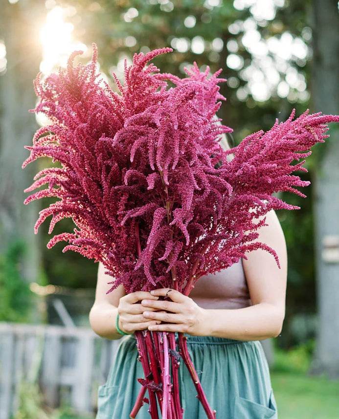 Red Garnet Sprouting Amaranth Herb Seeds 500 - 160,000 Supergrain -  Microgreens