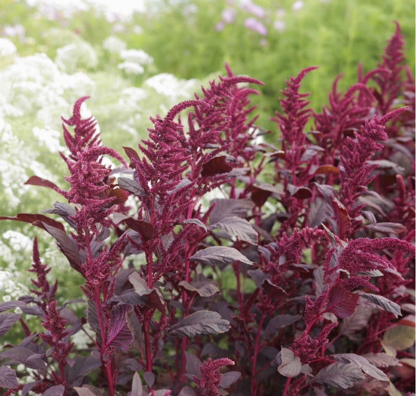 Red Garnet Sprouting Amaranth Herb Seeds 500 - 160,000 Supergrain -  Microgreens
