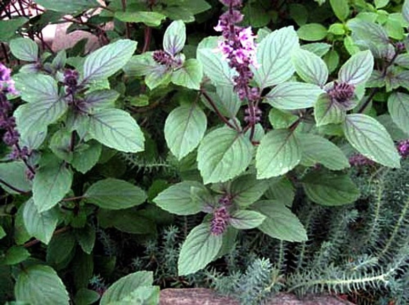Corsican Basil Herb select 100 - 500 - 1000 Seeds Garnish, Microgreens Ornamental Pollinators