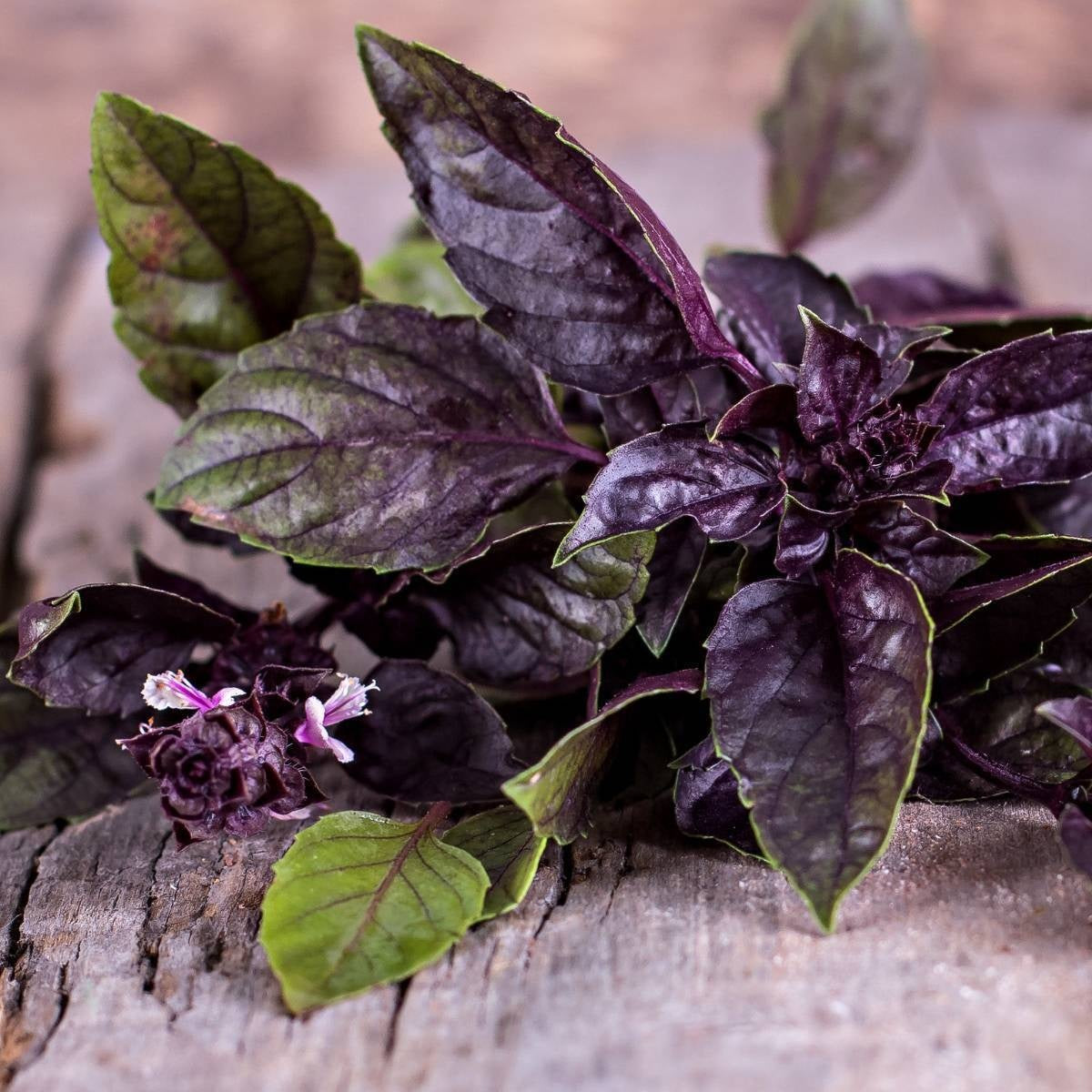 3 (9) Live 5 - 9" inch Seedlings Basil Dark Opal Purple Aromatic make your own fresh Pesto!