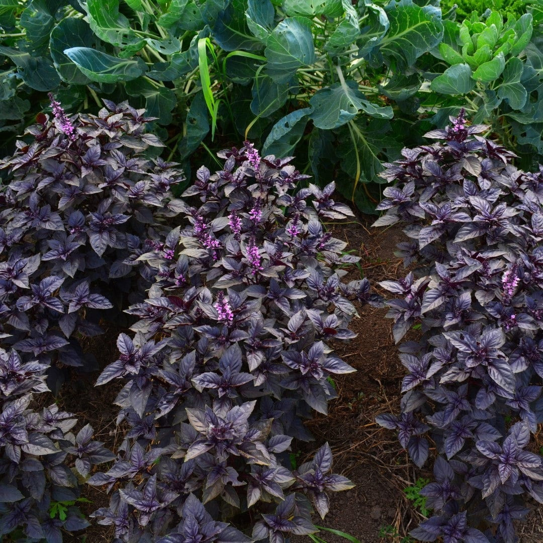 3 (9) Live 5 - 9" inch Seedlings Basil Dark Opal Purple Aromatic make your own fresh Pesto!