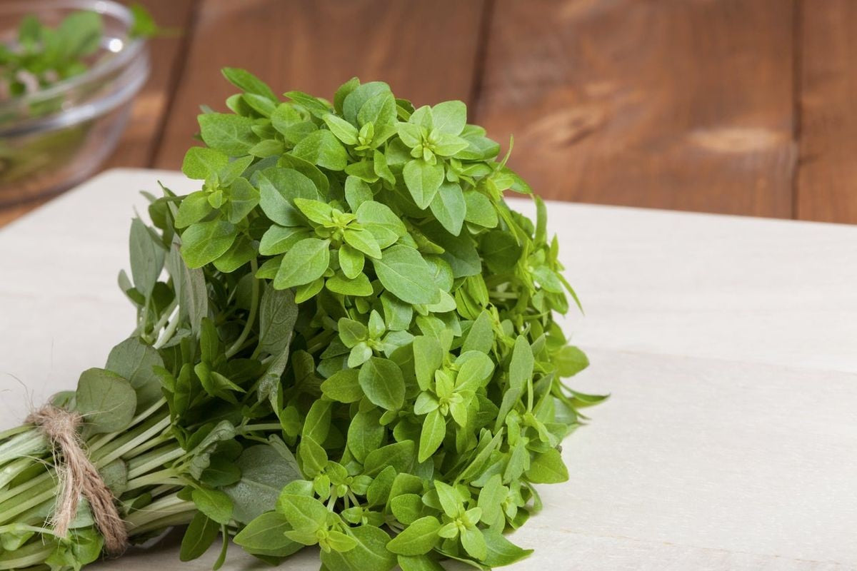 Basil Dwarf Greek Seeds 100 - 500 - 1000 - 5000 Seeds herbs perfect for containers!