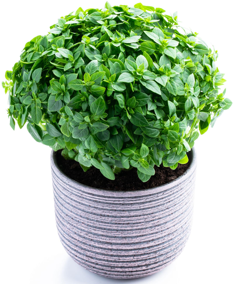 Basil Dwarf Greek Seeds 100 - 500 - 1000 - 5000 Seeds herbs perfect for containers!