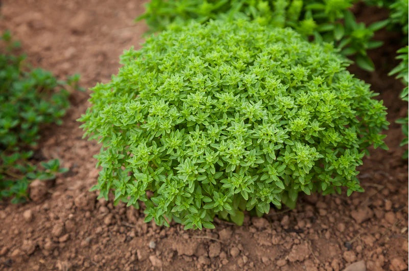 Basil Spicy Globe 100 - 500 - 5000 Seeds compact shrubs ideal for patio containers! Aromatherapy