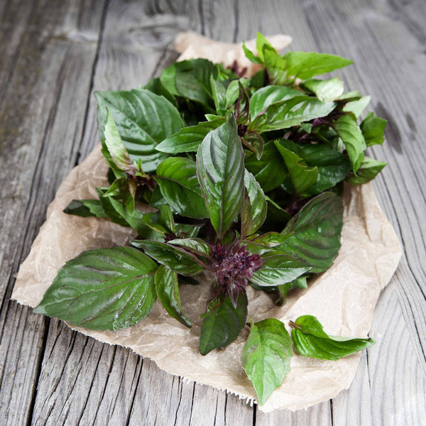 Thai Basil 100 - 500 - 1000 - 5000 Seeds culinary herbs Thai cuisine
