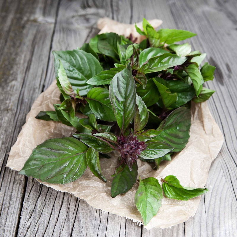 Thai Basil 100 - 500 - 1000 - 5000 Seeds culinary herbs Thai cuisine