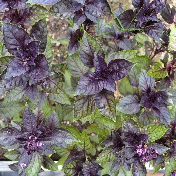 Corsican Basil Herb select 100 - 500 - 1000 Seeds Garnish, Microgreens Ornamental Pollinators