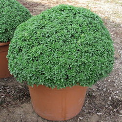 Basil Dwarf Greek Seeds 100 - 500 - 1000 - 5000 Seeds herbs perfect for containers!