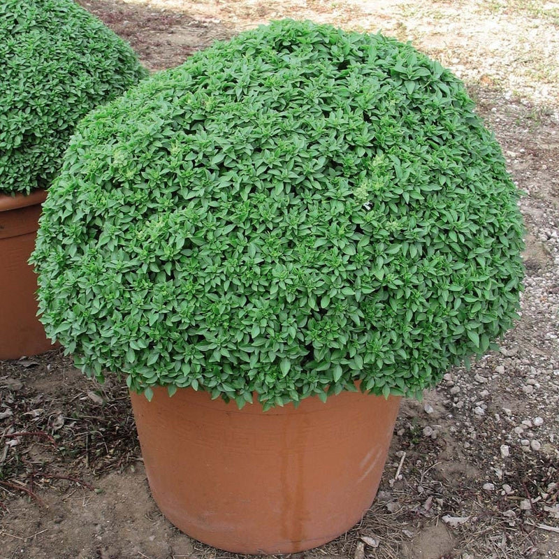 Basil Dwarf Greek Seeds 100 - 500 - 1000 - 5000 Seeds herbs perfect for containers!