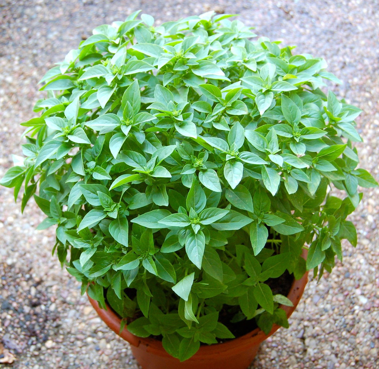 Basil Spicy Globe 100 - 500 - 5000 Seeds compact shrubs ideal for patio containers! Aromatherapy
