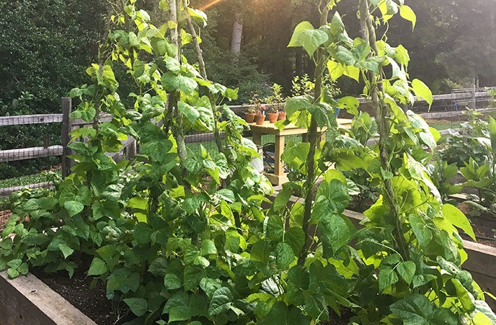 Slenderette Bush Green Beans 10 - 2 Oz Seeds Stringless Huge Yields Heirloom