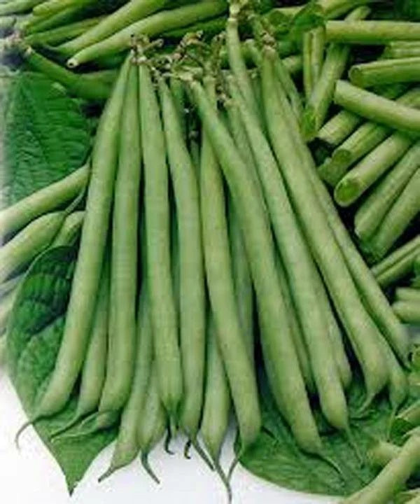 Slenderette Bush Green Beans 10 - 2 Oz Seeds Stringless Huge Yields Heirloom