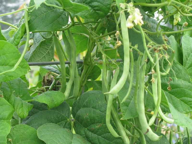 Kentucky Wonder Bush Green Beans 12 Seeds Heirloom Fun to grow!