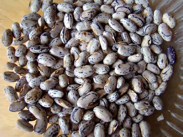 Dragon's Tongue 10 Beans Wax Bush Heirloom Large Cream Purple pods Non GMO