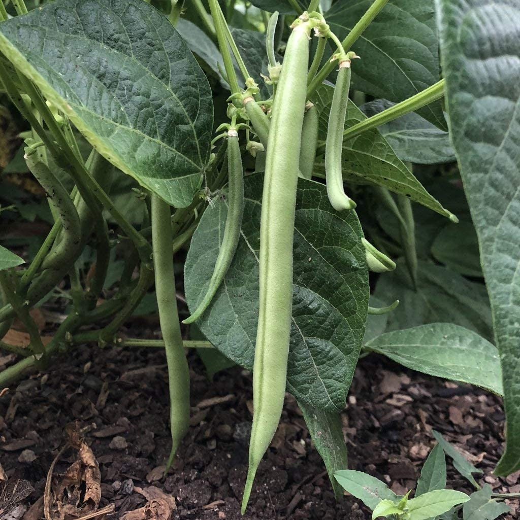 Slenderette Bush Green Beans 10 - 2 Oz Seeds Stringless Huge Yields Heirloom