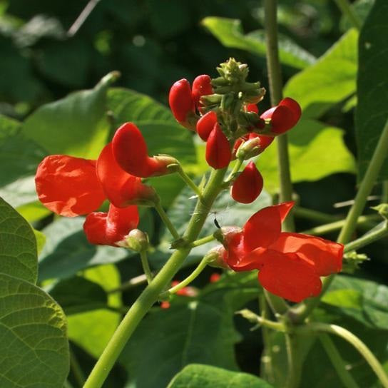 Scarlet Emperor Runner Beans 10 Seeds Heirloom Vine Easy Grow Colorful