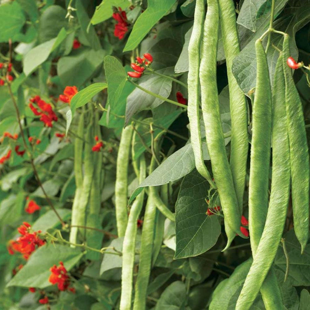 Scarlet Emperor Runner Beans 10 Seeds Heirloom Vine Easy Grow Colorful