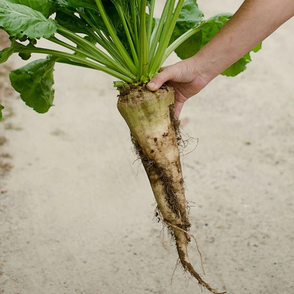 Sugar Beets 100 - 500 -  4 Oz Seeds Heirloom Food plot Deer