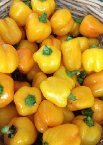 Pepper Sweet - Mini Bell Yellow 20 - 4000 Seeds Snacking