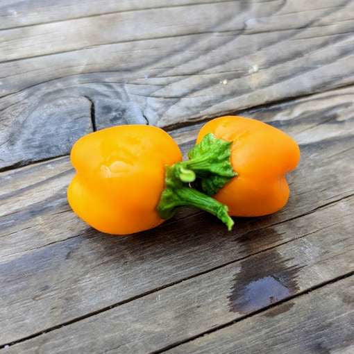 Pepper Sweet - Mini Bell Yellow 20 - 4000 Seeds Snacking
