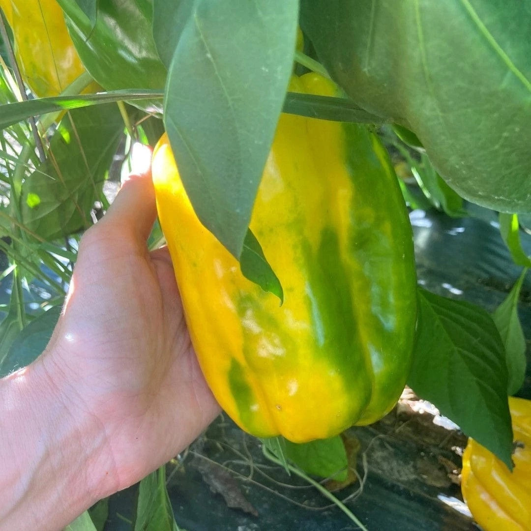 Yellow Monster Bell Pepper 10 - 50  - 200 Seeds Huge Pods! Heirloom Non-GMO