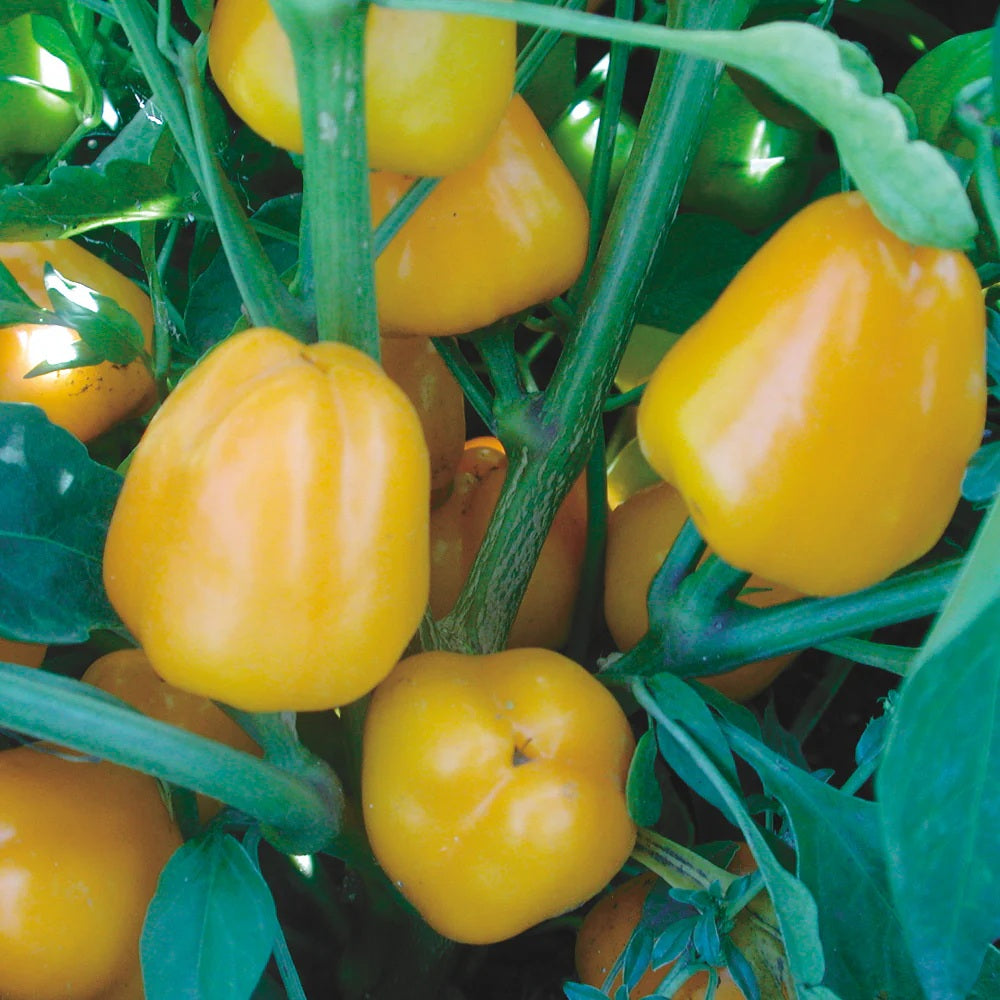 Pepper Sweet - Mini Bell Yellow 20 - 4000 Seeds Snacking