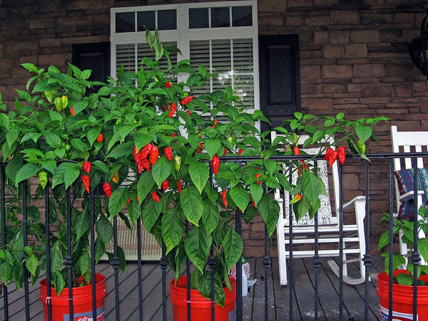 COMBO PACK Ghost pepper Carolina Reaper Trinidad Moruga Scorpion Hot chili seeds