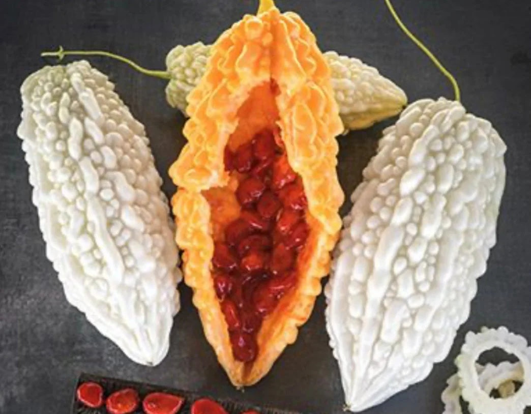 Bitter Gourd Melon- White Jyunpaku - 10 - 40 -100 Seeds Oriental Pearl of Okinawa Asian Heirloom