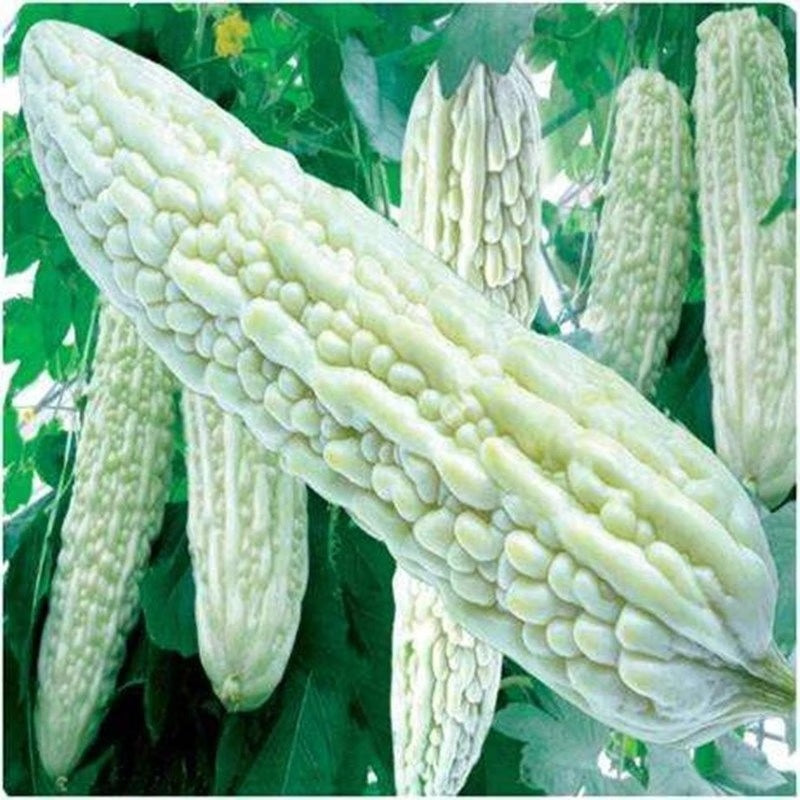 Bitter Gourd Melon- White Jyunpaku - 10 - 40 -100 Seeds Oriental Pearl of Okinawa Asian Heirloom