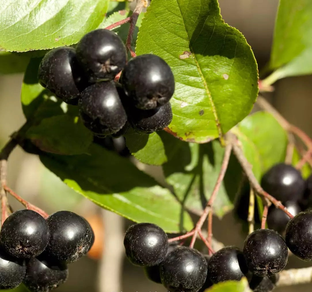 Black-Seeded Chokeberry Seeds Aronia Melanocarpa make your own jam jelly tea syrup wine!