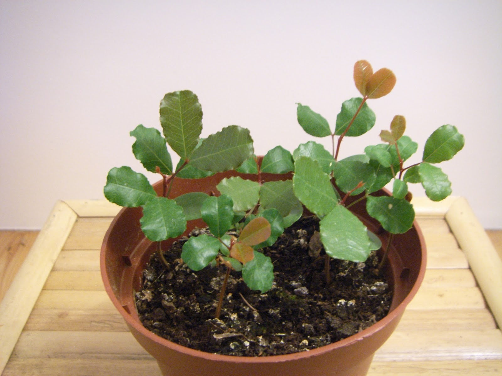 Carob Tree Seeds select 10 - 30 - 100 - 240 Seeds St. John's Bread Ceratonia siliqua