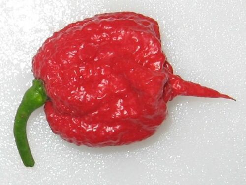 Combo Pack: Carolina Reaper Red & White, Red Ghost Pepper, Moruga Scorpion, Red Scotch Bonnet, Peter Pepper, Fresno, Burkina Yellow 125 Seeds Total! Worlds Hottest Chili Peppers!