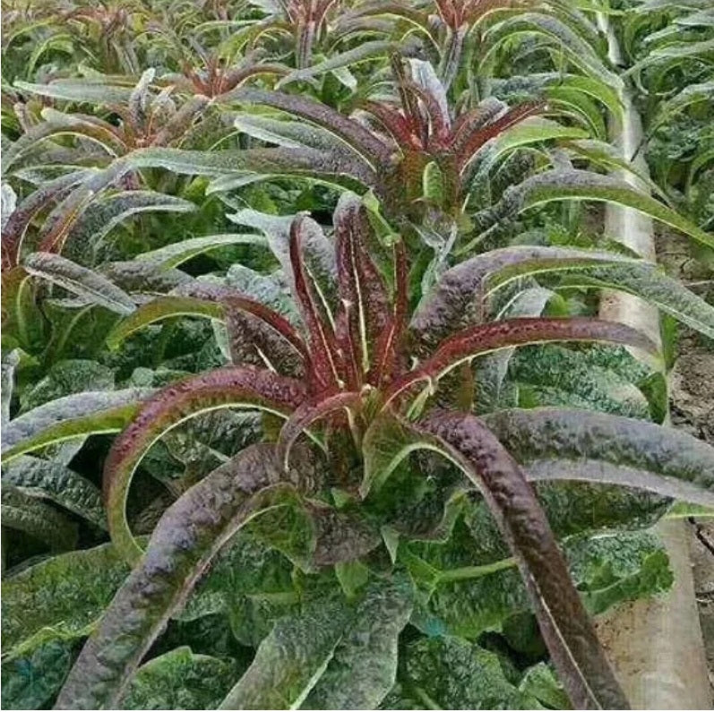 Celtuce - Purple Sword 100 - 1000 Seeds Thick Crunchy Stems wōsǔn