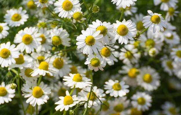 Chamomile Common 2000 - 10k Seeds Tea Herbs Easy container gardening!