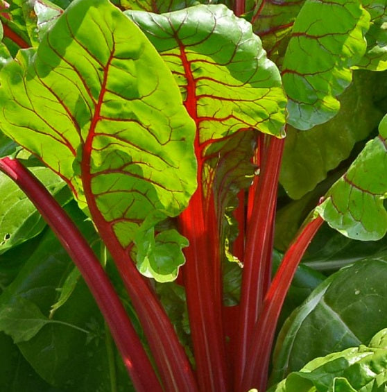 Ruby Red Swiss Chard Heirloom silverbeet 25 - 800 seeds Heirloom Bulk Wholesale