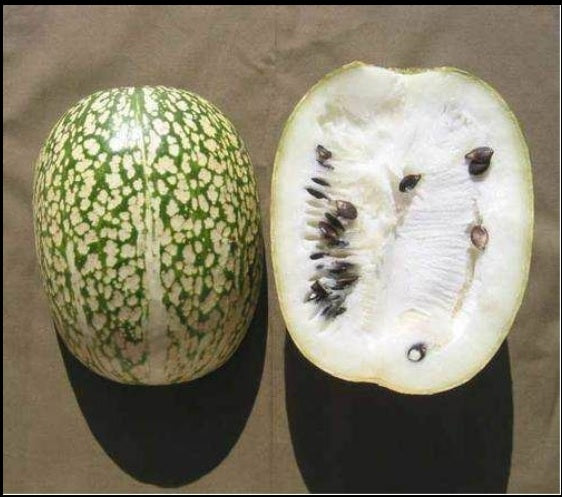 Many Varieties of Rare Melon Seeds Watermelon Musk Big Cantaloupe Garden