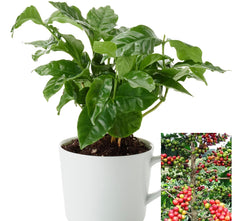 Coffee Arabica Tree Beans 10 - 110 Seeds Air purifying! Houseplant decor Easy to grow!