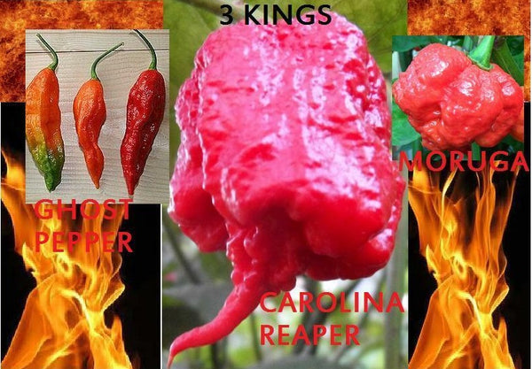 COMBO PACK Ghost pepper Carolina Reaper Trinidad Moruga Scorpion Hot chili seeds