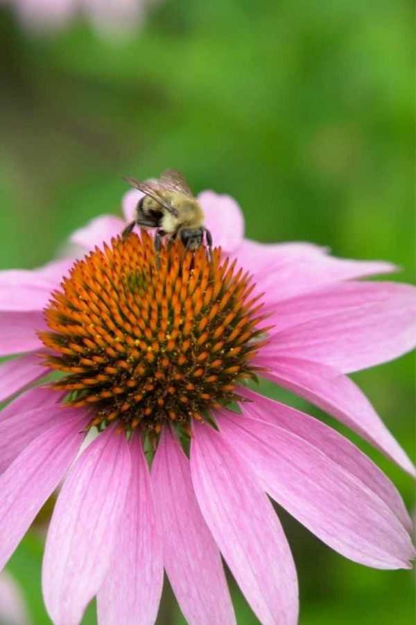 Purple Coneflower 100- 1000 -5000 Seeds Echinacea Perennial Herb Wildflower attracts pollinators!