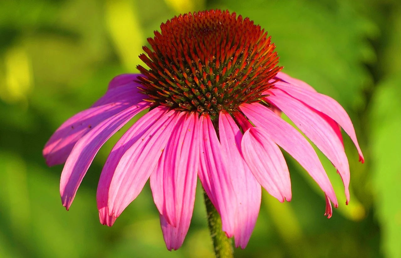 Purple Coneflower 100- 1000 -5000 Seeds Echinacea Perennial Herb Wildflower attracts pollinators!