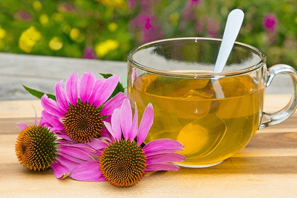 Purple Coneflower 100- 1000 -5000 Seeds Echinacea Perennial Herb Wildflower attracts pollinators!