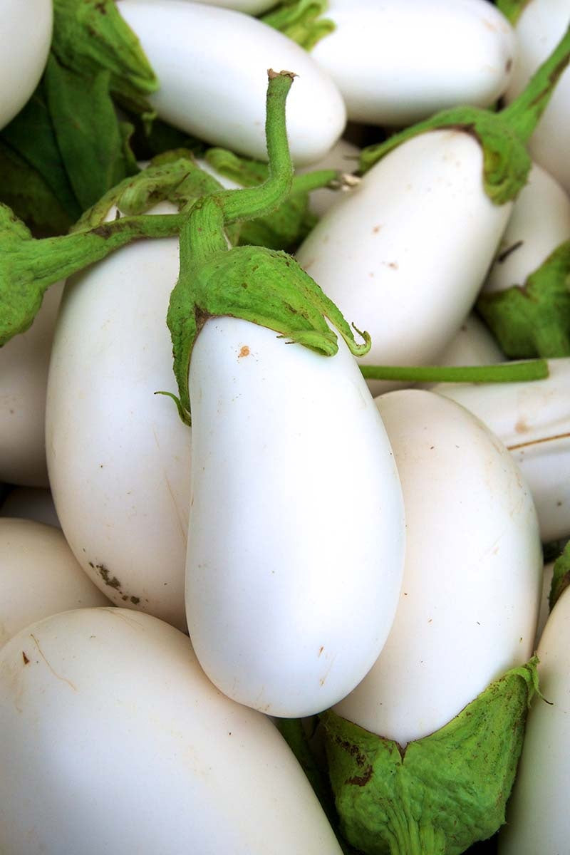 White Egg Eggplant 50 - 10K Seeds Aubergine Compact Container plant