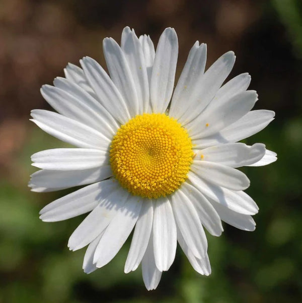 OX-EYE Daisy Flower 100 -1000 Seeds Drought Tolerant Perennial Pollinators Sunflower