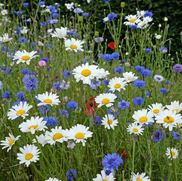 OX-EYE Daisy 100 -1000 Seeds Drought Tolerant Perennial Pollinators Sunflower